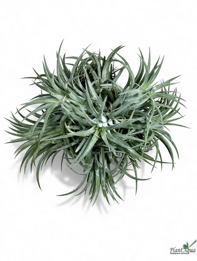 Тилландсия Ionantha bravo clump