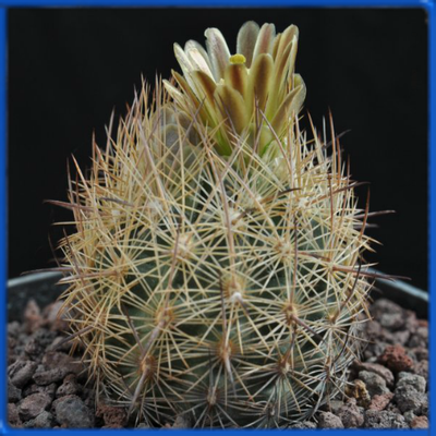 Echinomastus durangensis f. reineke TK 314