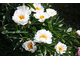 Paeonia White IMP