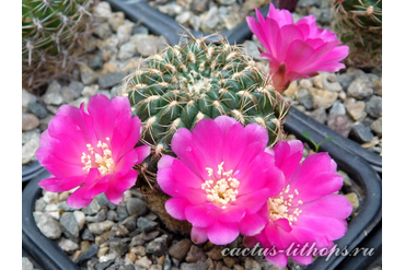 Sulcorebutia santiaginiensis HS 109 (K)