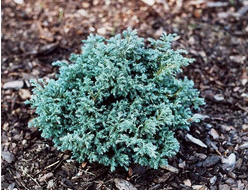 Кипарисовик горохоплодный Baby blue, C2