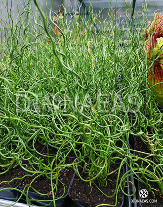 Juncus Spiralis