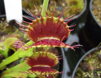 Dionaea muscipula "Dutch"