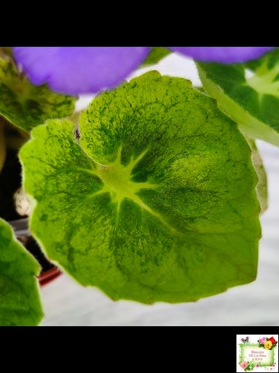 LV-Олег+Алиса (Л. Шевелева) 2025 г. (гёрл-лист с кроновой пестролистностью)