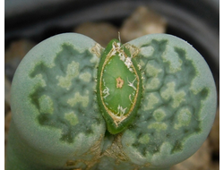 Lithops salicola  cv Malachite (MG-1709.6) - 10 семян