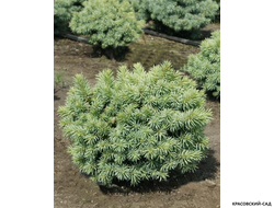 Ель колючая Пали