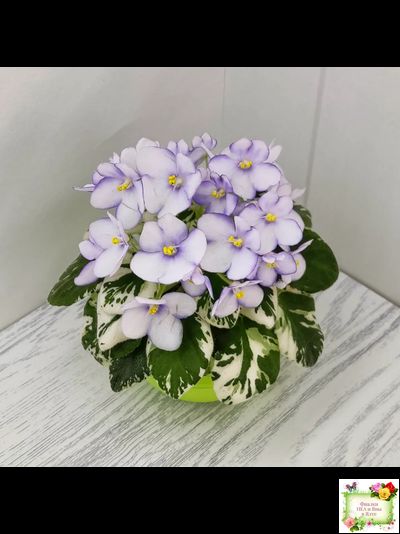 Н-Горный Воздух (Н. Бердникова) 2018