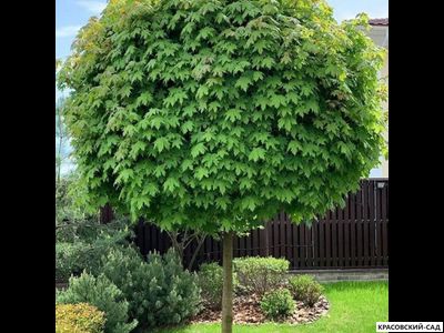 Клен остролистный Глобосум - Globosum