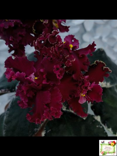 РМ-Black Cherry (Н. Скорнякова) 2022 г.