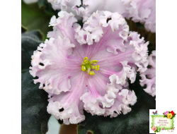 ВаТ-Любимая Внучка (Т.Валькова) 2016 г.