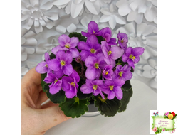 LV-Ланселот (Л. Шевелева) 2025 г. (клакамасный гёрл с кроновой пестролистностью)