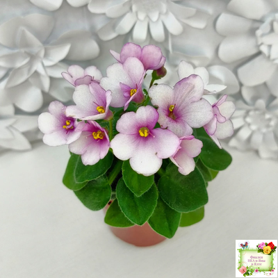 ЛЕ-Колибри (Е. Лебецкая) (3 листа посажены в 1 стак. 20.10.25)