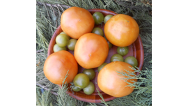 сызранская роза желтая, самоцвет нефритовый