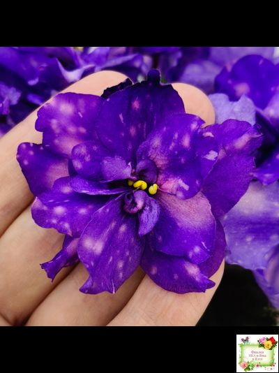 РС-Астролог (С. Репкина) 2020 г.