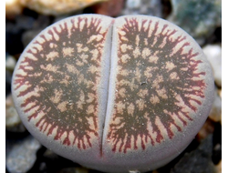 Lithops aucampiae ssp.euniceae v.fluminalis C054 - 10 семян