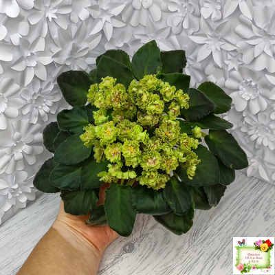 Allegro Pink Pistachio (J.Stromborg) (10765) 06/25/2015