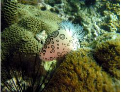 Купить греющую картину с фото морская рыбка 6