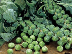Капуста брюссельская Бриллиант