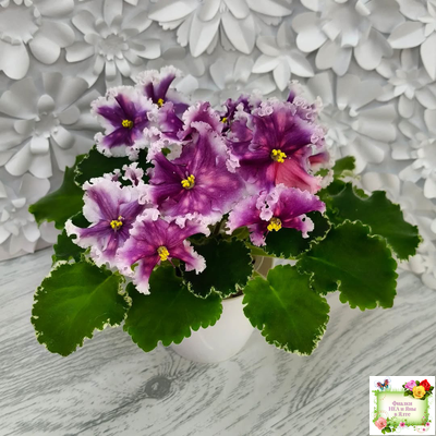 МТ-Сладкая Фантазия (М. Тотиева) 2022 г. (лист с детками укоренённый)