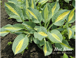 Хоста Hot Kiss