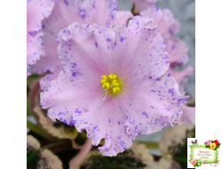 НД-Хоровод  (Н.Данилова-Суворова) 2021 г.