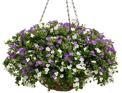 Бакопа ампельная, кашпо 3,7л