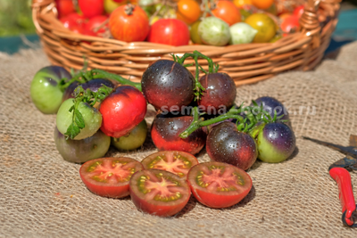 Томат Dwarf Gondwana Thunder (Гном Гондвана Гром), 10 шт