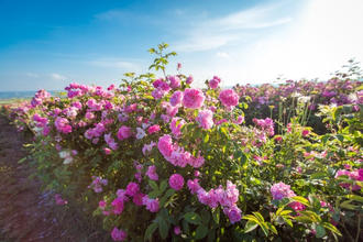Роза крымская (Rosa gallica) абсолю, Крым (1 г)
