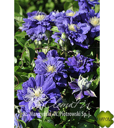 Клематис "Kiri Te Kanawa" (Кири Те Канава) (2 группа обрезки)