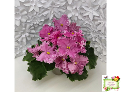 НД-Ливадия (Н. Данилова-Суворова) 2020 г.