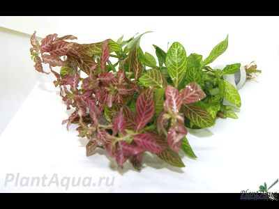 Гигрофила узорчатая (пучок)