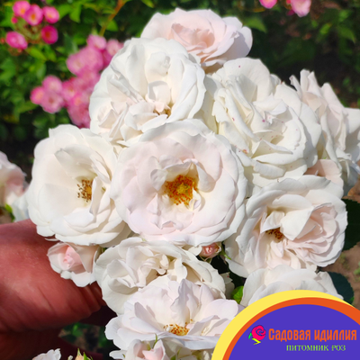 Аспирин (Aspirin Rose)