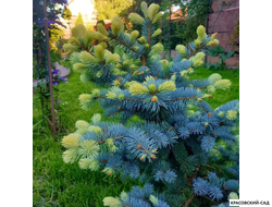 Ель колючая