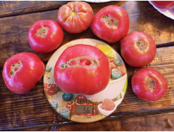 Томат Сладкая свекла (Dulcea de Fagaras), Италия