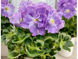 145) АВ- Девочка с Севера 21г (цвет)