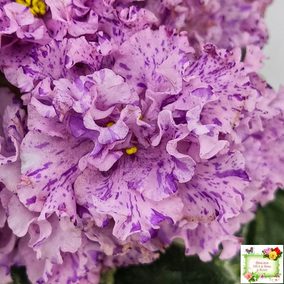 АВ-Розовое Шампанское (Фиалковод) 2020 г.