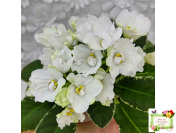 ЛЕ-Стрекоза (Е. Лебецкая) 2020 г. (пестролистный лонг)