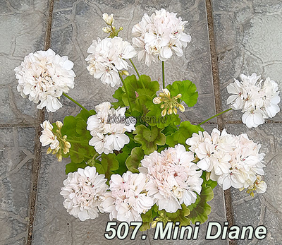 Пеларгония Mini Diane