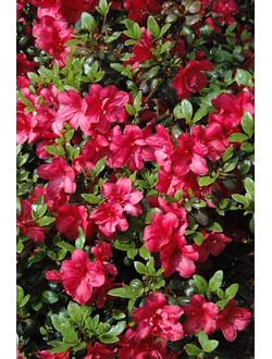 Рододендрон (Азалия) Maruschka