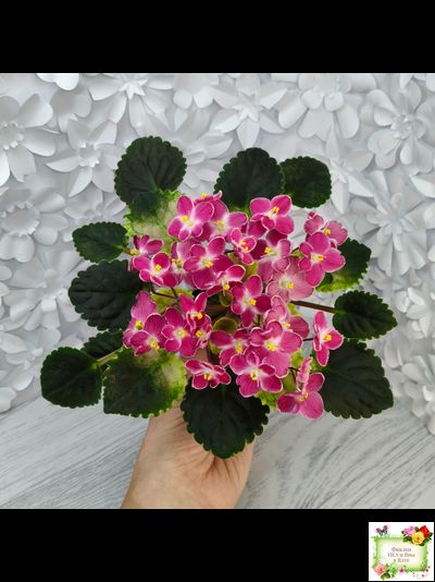 Mac&#039;s Scorching Sun (G. McDonald) (лист посажен 29.10.25)