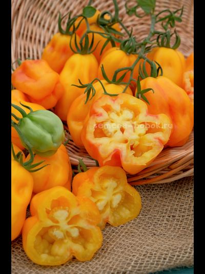 Томат Drapee (Драпированный), 10 шт