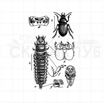 Штамп для скрапбукинга жук, вид снизу