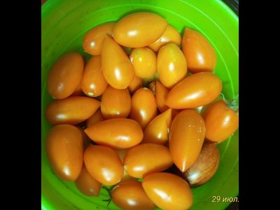 Томат Елисей