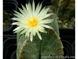 Astrophytum myriostigma v.guadricostatum - 5 семян