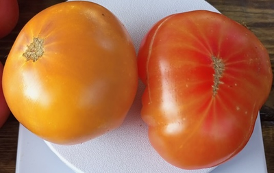 Томат Русский вихрь (Dwarf Russian Swirl) США