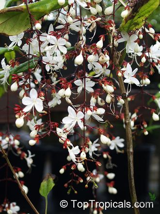 Clerodendrum Schmidtii Chains of Glory /Клеродендрум Цепи славы