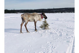 Зима | Маршрут «В ГОСТИ К СААМАМ» 4 дневный тур