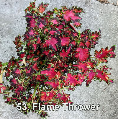 Колеус Flame Thrower