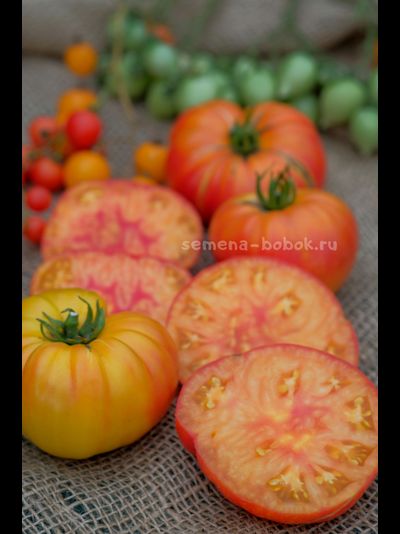 Томат Marcy’s Mystery (Тайна Марси), 10 шт