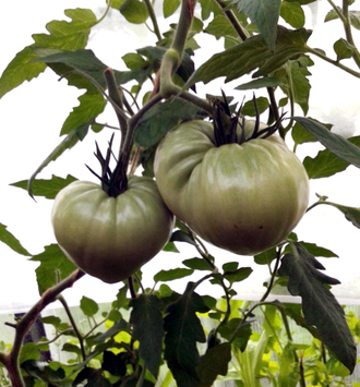 Семена томата Вишневый от Zuzy